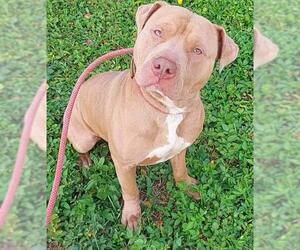 American Staffordshire Terrier Dogs for adoption in Fort Lauderdale, FL, USA