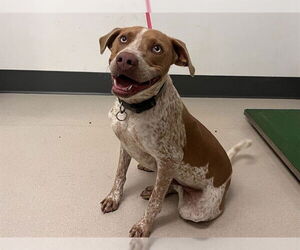 Pointer-Unknown Mix Dogs for adoption in Corona, CA, USA
