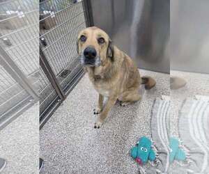 Anatolian Shepherd Dogs for adoption in Martinsburg, WV, USA