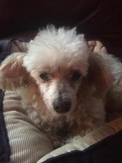 Poodle (Toy) Dogs for adoption in Negaunee, MI, USA