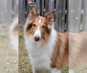 Collie Dogs for adoption in Cherry Hill, NJ, USA