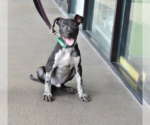 Mutt Dogs for adoption in Royal Palm Beach, FL, USA