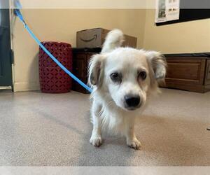 Papillon-Unknown Mix Dogs for adoption in Pasadena, CA, USA
