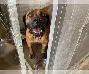 Mastiff Dogs for adoption in San Bernardino, CA, USA