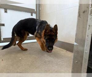 German Shepherd Dog Dogs for adoption in Berkeley , CA, USA