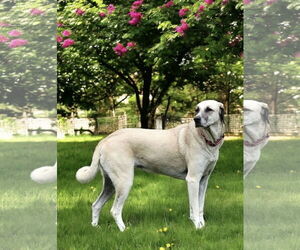 Anatolian Shepherd Dogs for adoption in Higley, AZ, USA