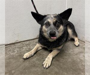 Mutt Dogs for adoption in Rosenberg, TX, USA