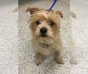 Cairn Terrier-Unknown Mix Dogs for adoption in Conroe, TX, USA