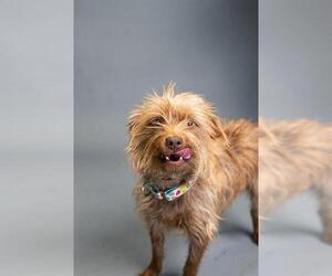 American Pit Bull Terrier-Chihuahua Mix Dogs for adoption in Belleville, IL, USA