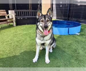 Siberian Husky-Unknown Mix Dogs for adoption in Orange, CA, USA