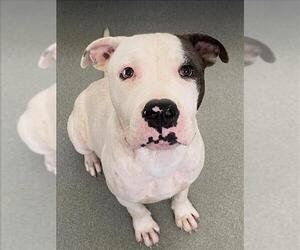 American Pit Bull Terrier Dogs for adoption in Fayetteville, NC, USA