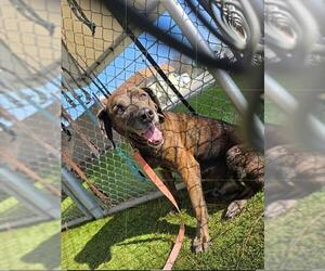 Mutt Dogs for adoption in Downey, CA, USA