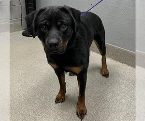 Rottweiler-Unknown Mix Dogs for adoption in Las Vegas, NV, USA
