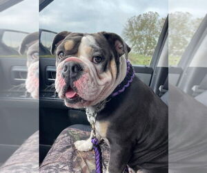 Bulldog Dogs for adoption in Brights Grove, Ontario, Canada