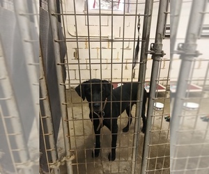 Labrador Retriever-Unknown Mix Dogs for adoption in Hernando, MS, USA