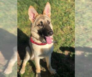 German Shepherd Dog Dogs for adoption in Cary, NC, USA