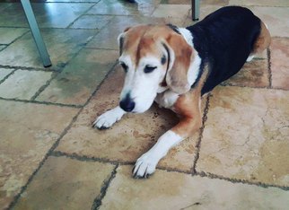 Beagle Dogs for adoption in Fort Lauderdale, FL, USA