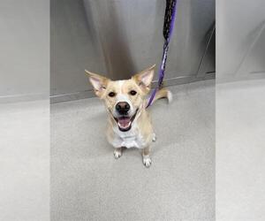 American Pit Bull Terrier-Huskies  Mix Dogs for adoption in Fairbanks, AK, USA