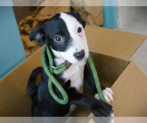 Labrador Retriever-Unknown Mix Dogs for adoption in Tallahassee, FL, USA