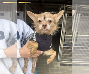 Chihuahua-Unknown Mix Dogs for adoption in Washington, DC, USA