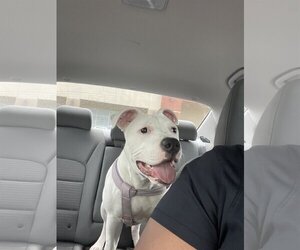 American Bulldog Dogs for adoption in Miami, FL, USA