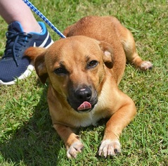 Mutt Dogs for adoption in New Iberia, LA, USA