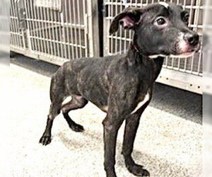Chihuahua-Unknown Mix Dogs for adoption in Houston, TX, USA