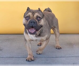 Free-Lance Bulldog Dogs for adoption in Pasadena, CA, USA