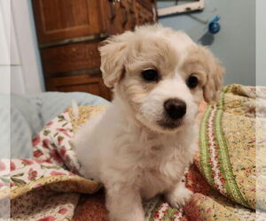 Mutt Dogs for adoption in San Bernardino , CA, USA
