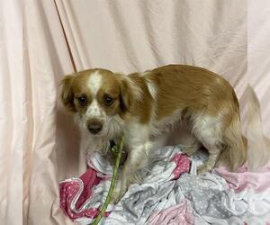 Chihuahua-Unknown Mix Dogs for adoption in Modesto, CA, USA