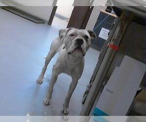 Mutt Dogs for adoption in Fayetteville, NC, USA