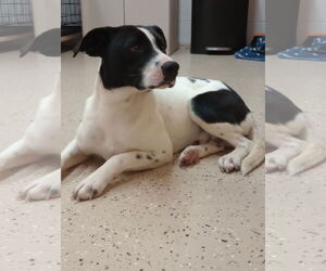 Rat Terrier-Unknown Mix Dogs for adoption in York, SC, USA