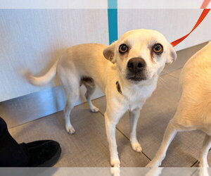 Chihuahua Dogs for adoption in Rancho Cucamonga, CA, USA
