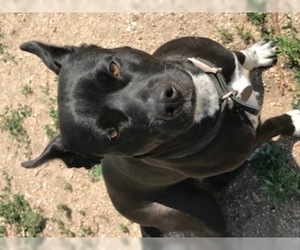 Australian Kelpie-Border Collie Mix Dogs for adoption in westminster, CO, USA