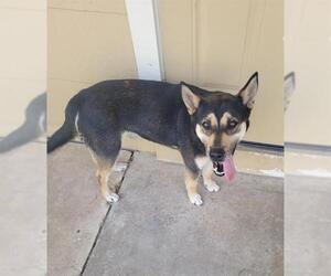 - Mix Dogs for adoption in San Antonio, TX, USA