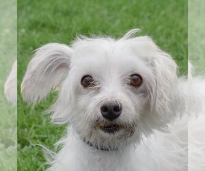 Maltese Dogs for adoption in Huntley, IL, USA