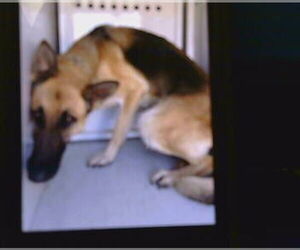 German Shepherd Dog Dogs for adoption in Sacramento, CA, USA
