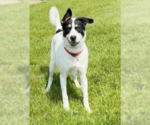 Huskies -Unknown Mix Dogs for adoption in Genesee, WI, USA
