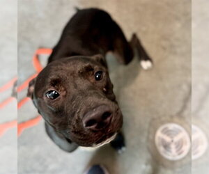 Labrador Retriever-Unknown Mix Dogs for adoption in Tavares, FL, USA