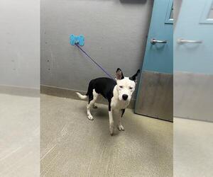 American Pit Bull Terrier-Unknown Mix Dogs for adoption in Las Vegas, NV, USA