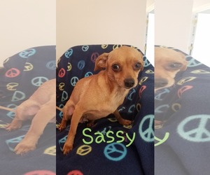 Chihuahua Dogs for adoption in Harrisville, WV, USA