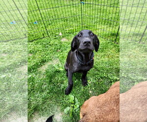 Great Dane-Unknown Mix Dogs for adoption in New London, WI, USA