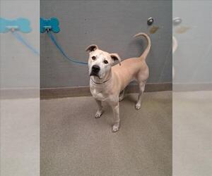 Mastador Dogs for adoption in Las Vegas, NV, USA