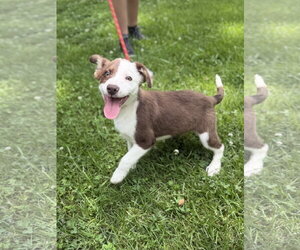 Australian Shepherd Dogs for adoption in Yardley, PA, USA