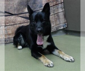 German Shepherd Dog-Unknown Mix Dogs for adoption in Big Bear City, CA, USA