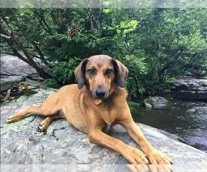 Coonhound-Labrador Retriever Mix Dogs for adoption in Mouth Of Wilson, VA, USA