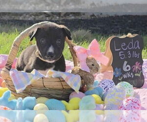 Great Dane-Siberian Husky Mix Dogs for adoption in Bullard, TX, USA