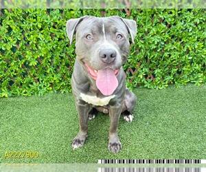 American Pit Bull Terrier Dogs for adoption in West Palm Beach, FL, USA