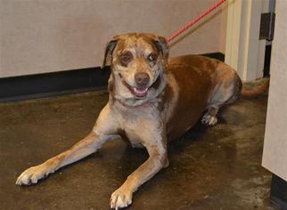 Catahoula Leopard Dog-Unknown Mix Dogs for adoption in Rockwall, TX, USA