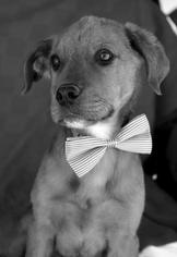 Golden Labrador Dogs for adoption in Arlington, TX, USA